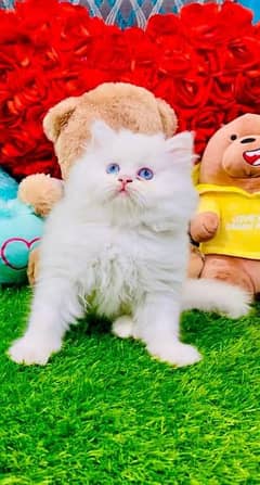 HIGH QUALITY PERSIAN KITTNS IN STOCK ""CASH ON DELIVERY""