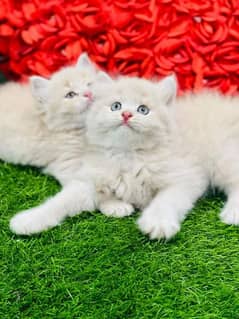 Pure persian KITTENS pure punch face triple coat "Cash on delivery"