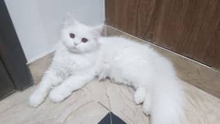 white persian cat