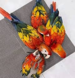 Scarlet red macaw parrot chips for sale 03234929839