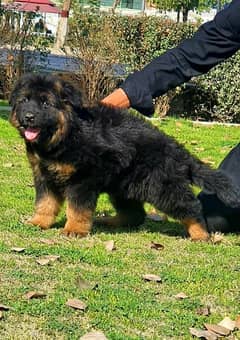 King German shepherd puppies