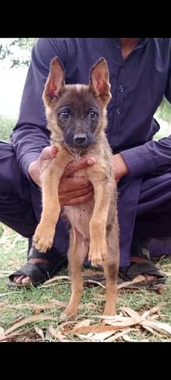 Alsatian mail 2 months for sale