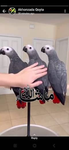 African grey salf DNA k sath male female pirec one chickc