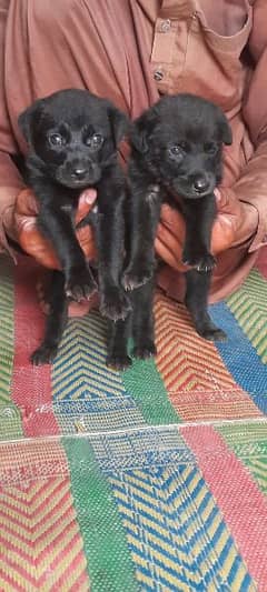 Pedigree Long coated Black German shepherd puppies for sale