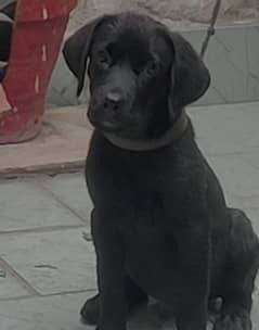 femal labrador for sale