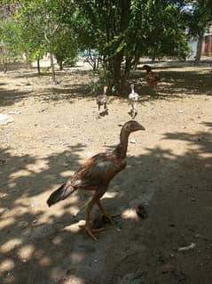 aseel mianwali breed