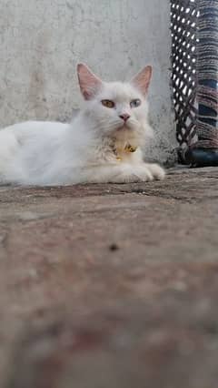 persian white cat