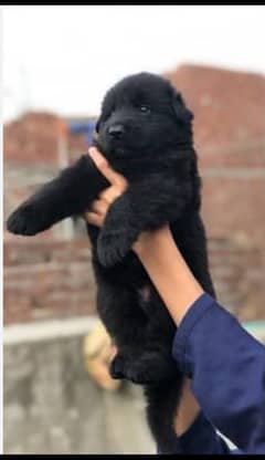 German Shepherd Long Coat Puppies | German Shepherd Pair For Sale