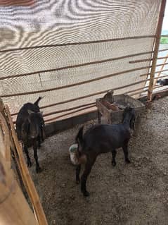 Goats for sale