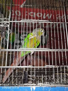 GreenConure