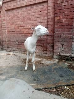 Goat | bakri | sheep | Breader | | بکری  | bakri for sale.