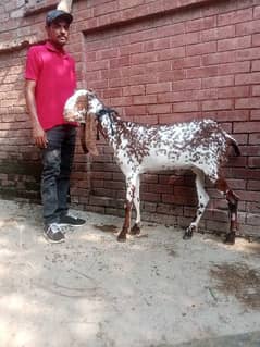 Goat | bakri | sheep | Breader | | بکری  | bakri for sale.