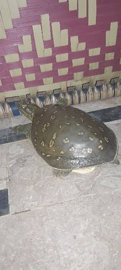 Turtle