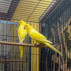 Yellow Ringneck 7 To 8 Months