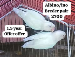 albino/ino breder pair love birds