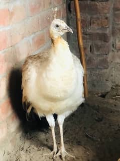 black shoulder  peacock