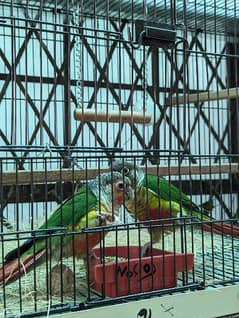 Yellow Sided Conure DNA pair, Lovebirds and Cage for sale