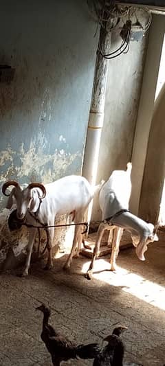 Bakra and bakri For sell