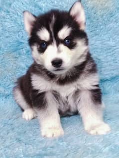 pedigree and microchipped husky pups