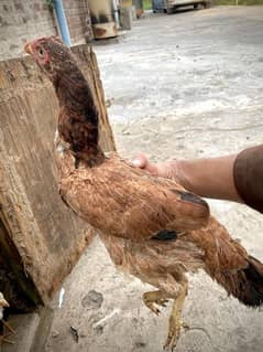 sindhi female with her chick pure high quality