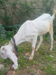 Sindhi Gulabi bakri for sale