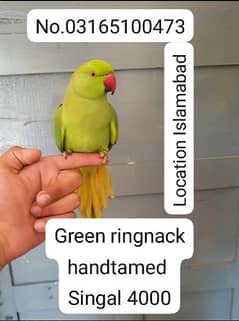Green parrot ring nack hand tamed male /female dono avillibal ha