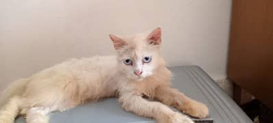 6 month male cat. . . loving cat. . washroom trained