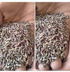 black wheat