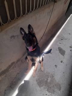 German shepherd  female dog available for sale long coat