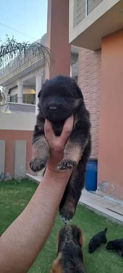 German shepherd puppies double coated