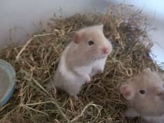 Adult Hamsters