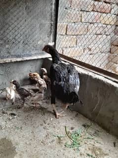 aseel chiks our murgi  for sale