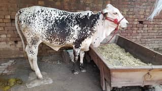 Dogli Wehr wachi cow Fresian or cholistani Cross