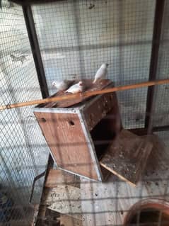 Breeder pair of Finches for Sale in Mianwali city