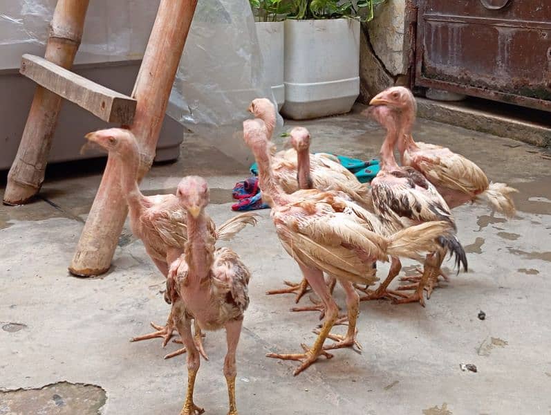 Quietly Aseel Chicks For Sale 4