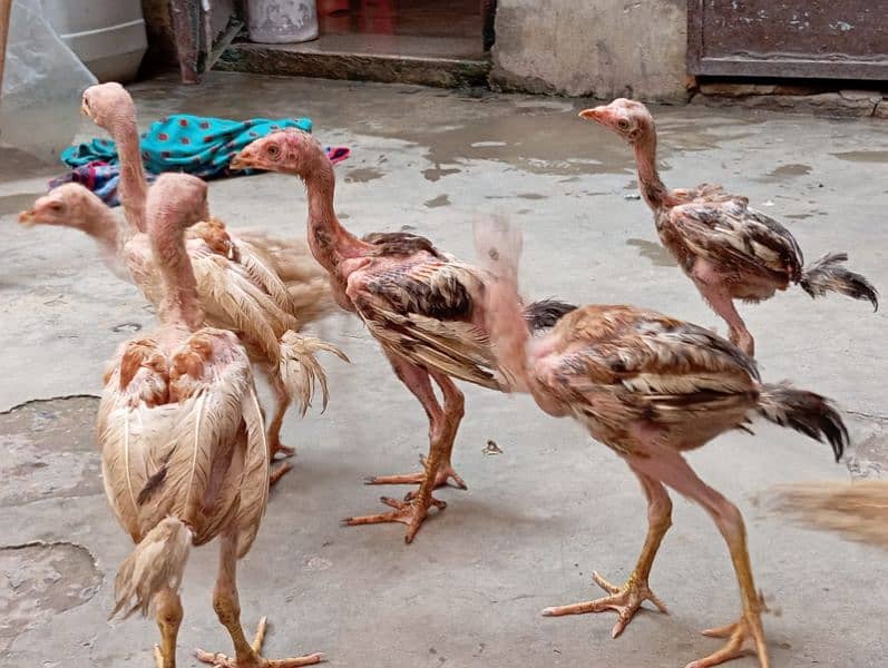 Quietly Aseel Chicks For Sale 5