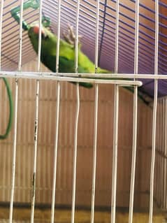 breader female parrot with breader cage