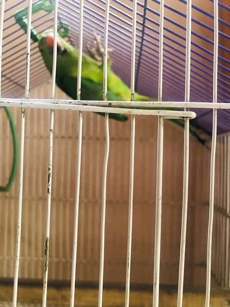 breader female parrot with breader cage 0