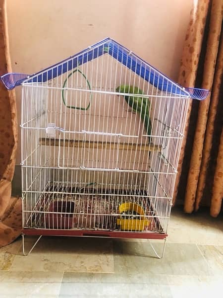 breader female parrot with breader cage 1