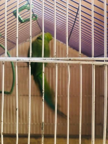 breader female parrot with breader cage 2