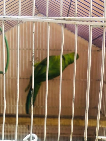 breader female parrot with breader cage 3