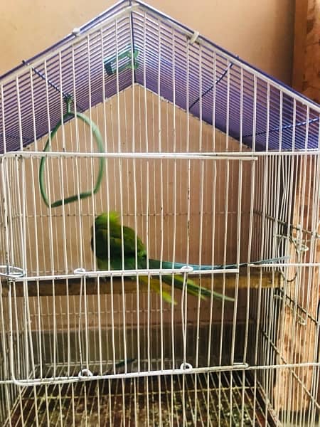 breader female parrot with breader cage 4