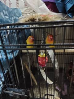 Love bird pairs without cage