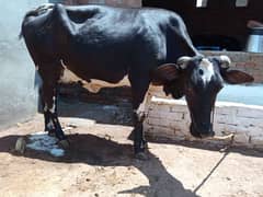 Cow for Sale