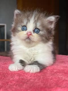 pursian kitten