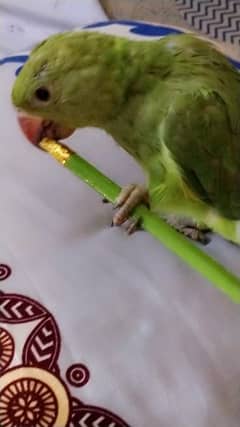 Ringneck adult talking male