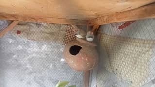 2 pair and 2male zebra Finches with cage .