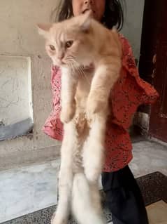 triple coat Persian cat