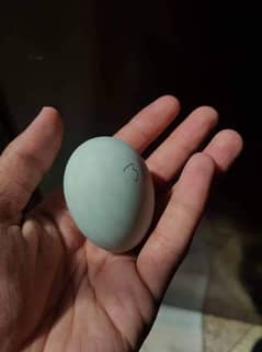 Cream Legbar fertile blue eggs