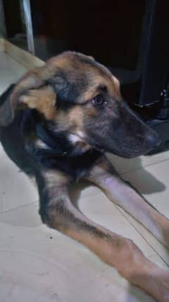 German shepherd for sale  age 3 month+